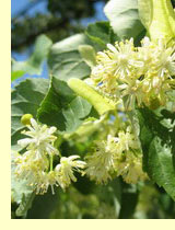 Липа крупнолистная (Tilia platyphyllos) Липа крупнолистная (Tilia platyphyllos)